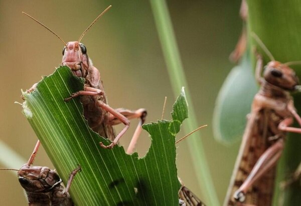 احتمال حمله ملخ صحرایی به مزارع و مراتع کرمان احتمال حمله ملخ صحرایی به مزارع و مراتع کرمان