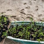 استفاده از «آب خاکستری» برای جنگل‌کاری و تولید نهال حرا در هرمزگان