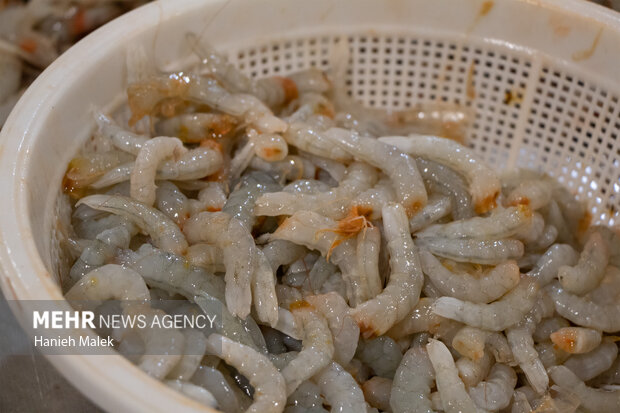 فرصت طلایی قصرشیرین برای صادرات آبزیان؛ تقویت زنجیره ارزش فرصت طلایی قصرشیرین برای صادرات آبزیان؛ تقویت زنجیره ارزش