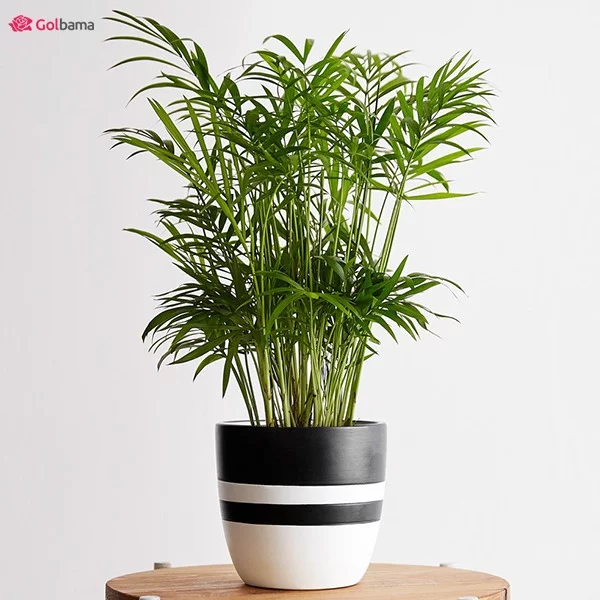 معرفی گیاهان آپارتمانی کم نور معرفی گیاهان آپارتمانی کم نور