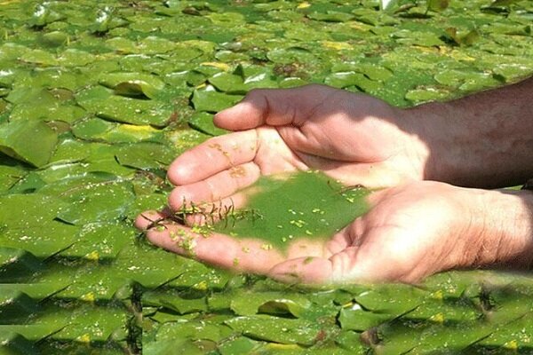 پرورش جلبک؛ ظرفیت نوین چابهار برای توسعه اقتصاد دریا محور پرورش جلبک؛ ظرفیت نوین چابهار برای توسعه اقتصاد دریا محور