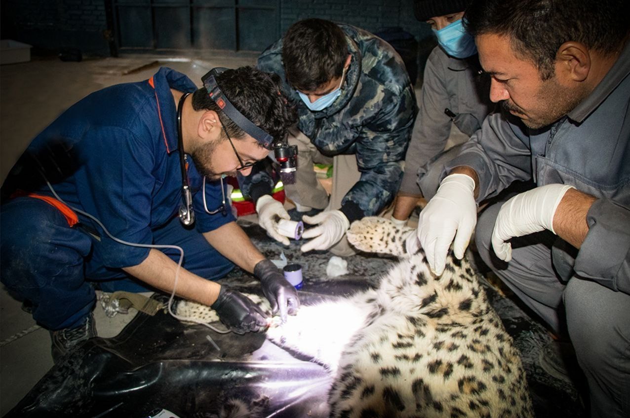 پلنگ شهمیرزاد در طبیعت رهاسازی شد پلنگ شهمیرزاد در طبیعت رهاسازی شد