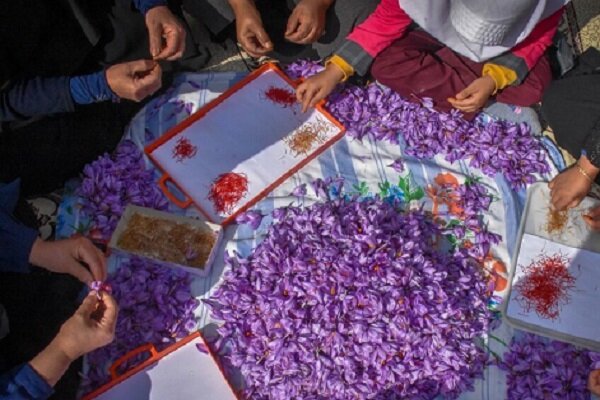 کشت زعفران در سیستان و بلوچستان؛ کشاورزی سازگار با کمآبی کشت زعفران در سیستان و بلوچستان؛ کشاورزی سازگار با کمآبی
