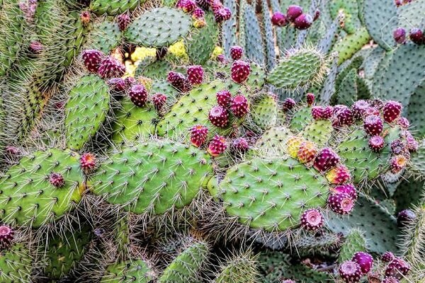 کشت مورینگا و اوپنتیا در زرآباد؛ الگوی نوین کشاورزی کمآب کشت مورینگا و اوپنتیا در زرآباد؛ الگوی نوین کشاورزی کمآب