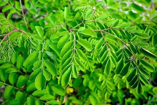 کشت مورینگا و اوپنتیا در زرآباد؛ الگوی نوین کشاورزی کمآب کشت مورینگا و اوپنتیا در زرآباد؛ الگوی نوین کشاورزی کمآب