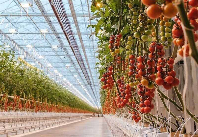 کشت گلخانهای راهی موثر برای افزایش بهرهوری/گلخانهها در زنجان توسعه مییابد کشت گلخانهای راهی موثر برای افزایش بهرهوری/گلخانهها در زنجان توسعه مییابد