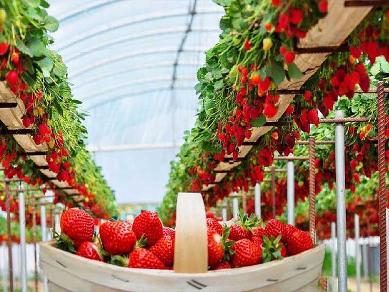 کشت گلخانهای راهی موثر برای افزایش بهرهوری/گلخانهها در زنجان توسعه مییابد کشت گلخانهای راهی موثر برای افزایش بهرهوری/گلخانهها در زنجان توسعه مییابد