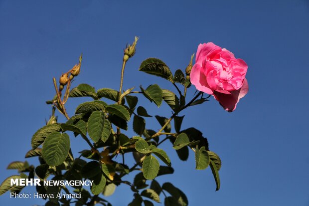ادب فارسی و گلهایی که آن را آراستهاند؛ کدام گل در ادب فارسی «گل» است ادب فارسی و گلهایی که آن را آراستهاند؛ کدام گل در ادب فارسی «گل» است
