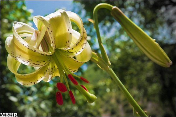 ادب فارسی و گلهایی که آن را آراستهاند؛ کدام گل در ادب فارسی «گل» است ادب فارسی و گلهایی که آن را آراستهاند؛ کدام گل در ادب فارسی «گل» است