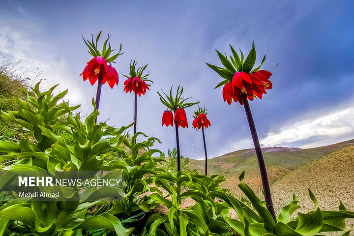 ادب فارسی و گلهایی که آن را آراستهاند؛ کدام گل در ادب فارسی «گل» است ادب فارسی و گلهایی که آن را آراستهاند؛ کدام گل در ادب فارسی «گل» است