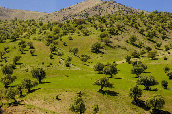افزایش خطر آتشسوزی جنگلهای ایلام در پی بهار پربارش افزایش خطر آتشسوزی جنگلهای ایلام در پی بهار پربارش