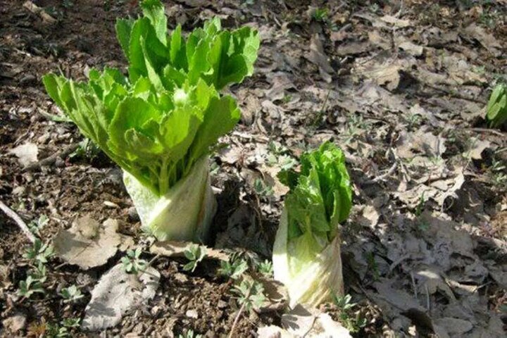 «کلوس»؛ گیاه گرانبهای برفزاد چهارمحالوبختیاری «کلوس»؛ گیاه گرانبهای برفزاد چهارمحالوبختیاری