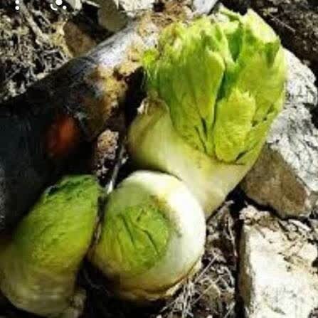 «کلوس»؛ گیاه گرانبهای برفزاد چهارمحالوبختیاری «کلوس»؛ گیاه گرانبهای برفزاد چهارمحالوبختیاری