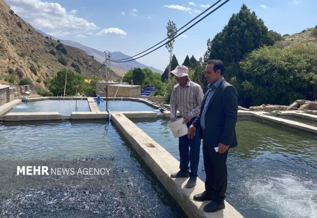 البرز جایگاه پنجم تولید ماهیان زینتی در کشور را به خود اختصاص داده است البرز جایگاه پنجم تولید ماهیان زینتی در کشور را بخود اختصاص داده است