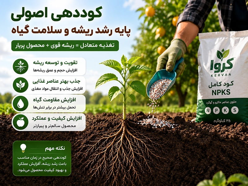 چرا ریشه گیاه ضعیف میشود؟ ۷ علت اصلی و راهکارهای علمی برای تقویت سیستم ریشه کوددهی اصولی