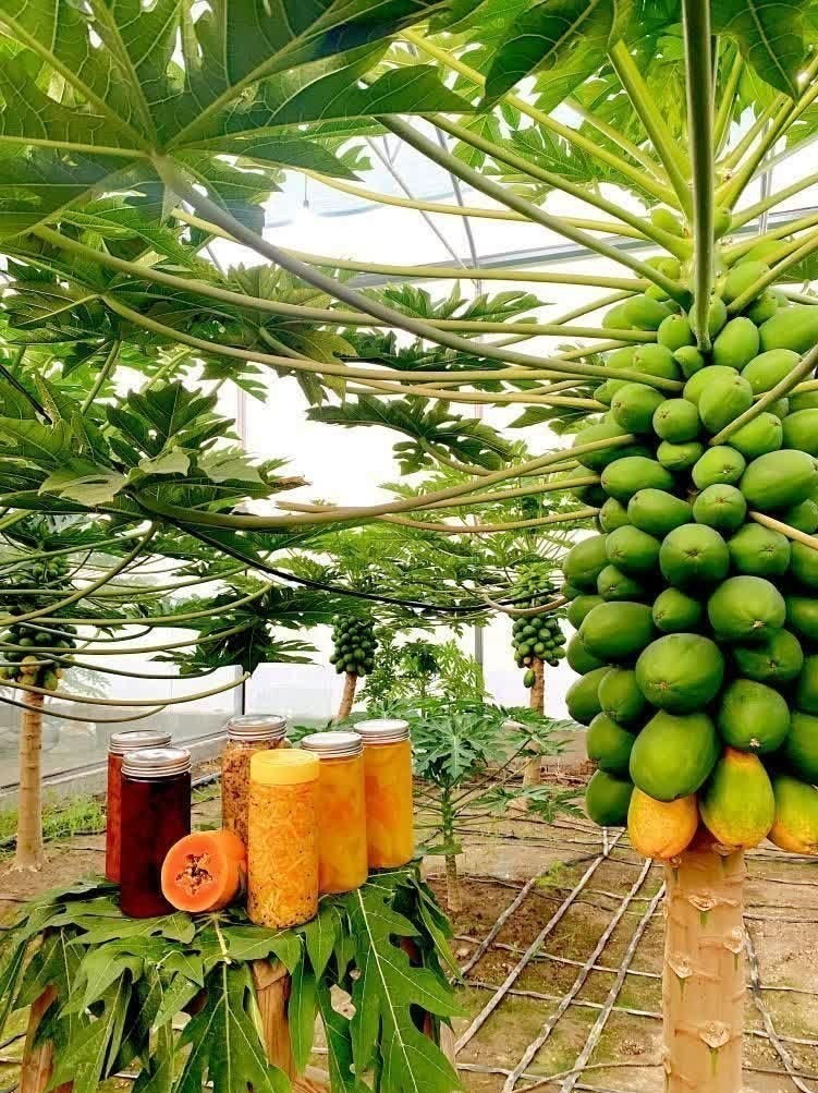 پاپایاهای ایرانی از دل شمال به بازار رسیدند؛ روایت یک کارآفرینی متفاوت اخبار استان مازندران , اخبار بابل ,