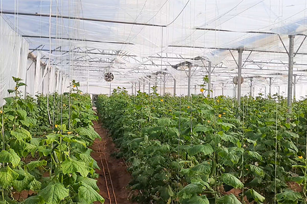 گرمایش گلخانه در زمستان؛ نکات کاربردی برای حفظ دمای گلخانه گلخانه