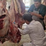 ایمانی‌سنجر: لاشه گاو مبتلا به سپتی‌سمی در سنقر امحا شد