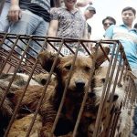 شهرداری در کنترل حیوانات شهری ناموفق بود