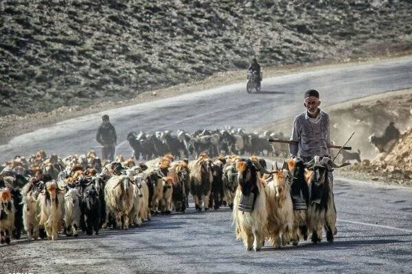 عشایر میان کوچ و بروکراسی؛ قوانین دستوپاگیر بر سر راه زندگی عشایر میان کوچ و بروکراسی؛ قوانین دستوپاگیر بر سر راه زندگی