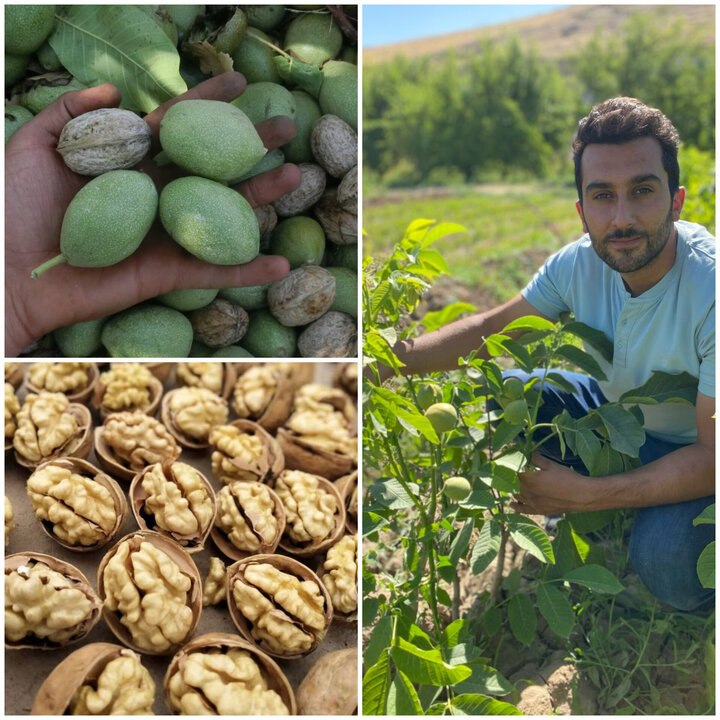 نهال گردو پیوندی؛ راز برداشت ۱۰ تن گردو در هکتار نهال گردو پیوندی؛ راز برداشت ۱۰ تن گردو در هکتار