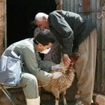 واکسیناسیون بیش از ۳ میلیون دام در کرمانشاه آغاز شد