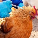 واکسیناسیون ۱۳ هزار قطعه طیور بومی شهرستان بوشهر علیه نیوکاسل