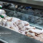 ۸۸۳ تن مرغ مازاد مازندران با قرارداد حمایتی خریداری می‌شود